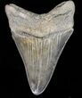 Glossy, Serrated, Megalodon Tooth #39971-1